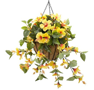 Hanging Basket Yellow Hibiscus Product Image